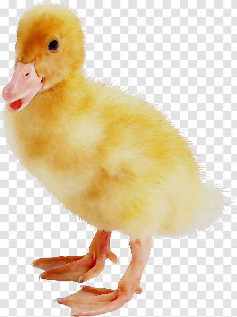 Fauna Beak Chicken As Food - Goose Transparent PNG