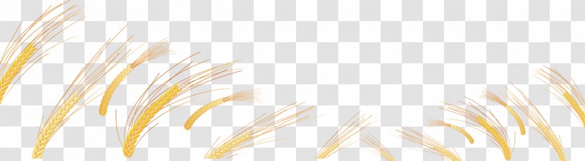 Yellow Close-up Commodity Grasses Family - Closeup - Wheat Vector Material Transparent PNG