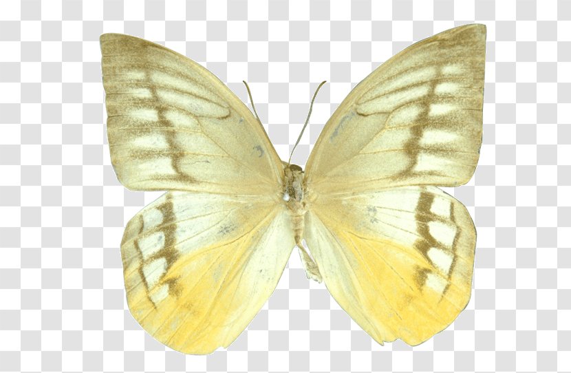 Clouded Yellows Brush-footed Butterflies Silkworm Butterfly Pieridae - Colias Transparent PNG