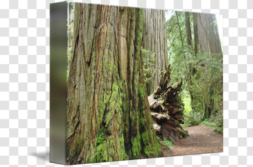 Tropical And Subtropical Moist Broadleaf Forests Temperate Coniferous Forest Vegetation - Tree - Redwood Transparent PNG