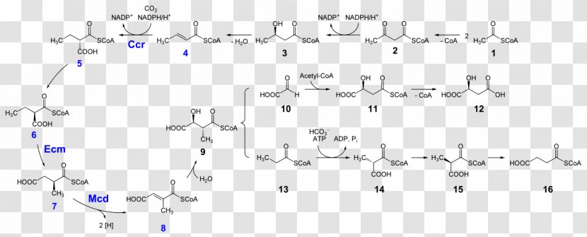 Coenzyme A Ethylmalonyl-CoA-Weg Methylmalonyl-CoA Propionyl-CoA Succinyl-CoA - Heart - Pathway Transparent PNG