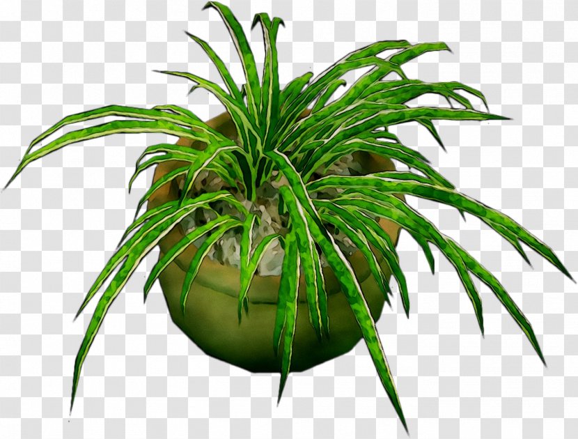 Palm Trees Grasses Aquarium Plant Stem Terrestrial - Grass Transparent PNG