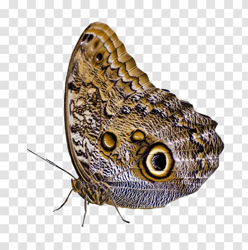 Moth Butterfly - Moths And Butterflies Transparent PNG