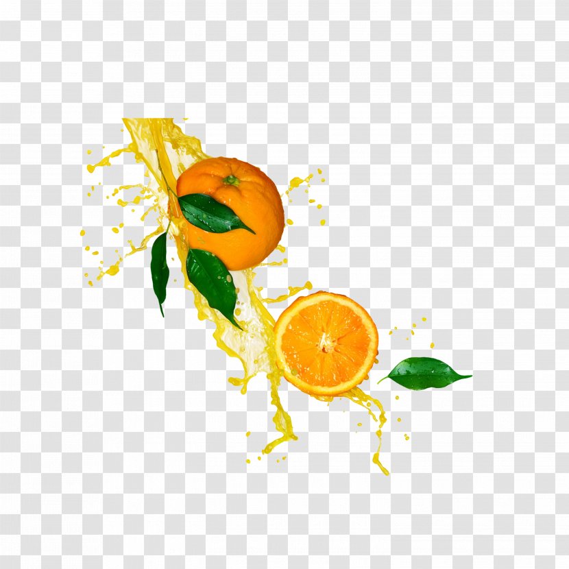 Orange Juice Lemonade Stock Photography - Flowering Plant Transparent PNG