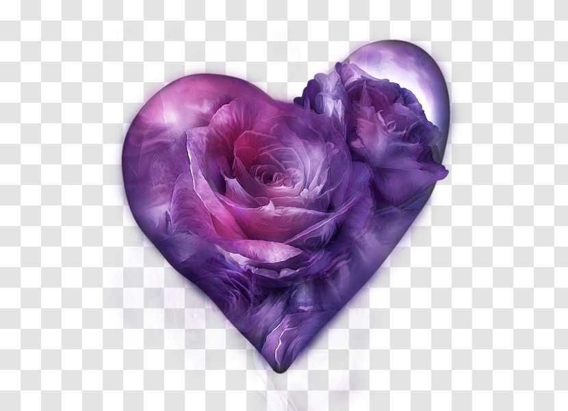 Rose Purple T-shirt Flower Lavender - Cut Flowers Transparent PNG