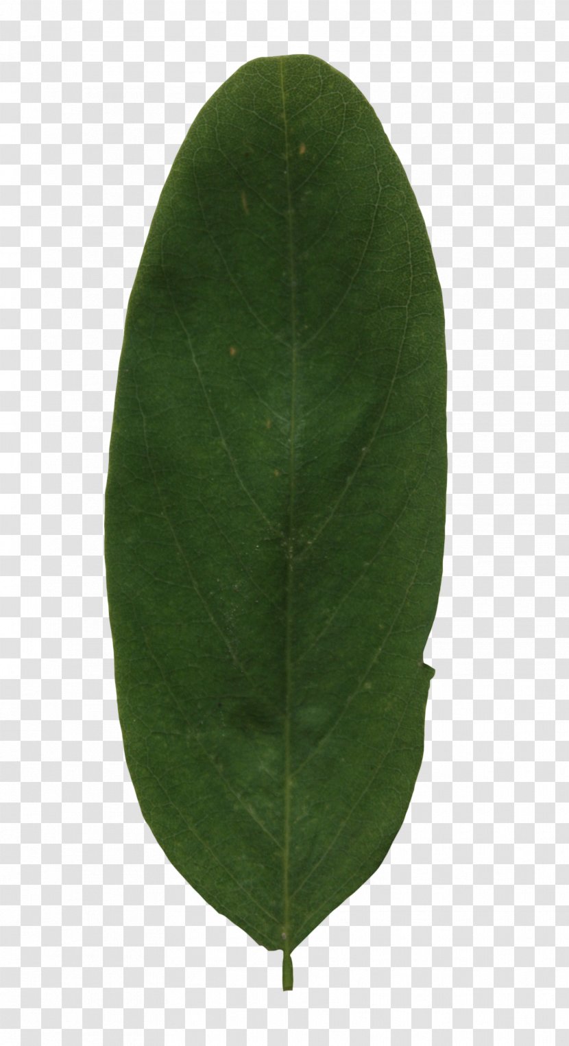 Plant Green Leaf Transparent PNG