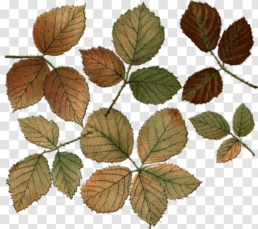 Leaf Photography Branch Desktop Wallpaper - Hoja Seca Transparent PNG