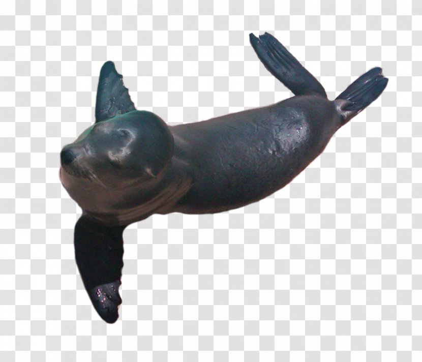 Sea Lion Dog Snout Canidae Transparent PNG