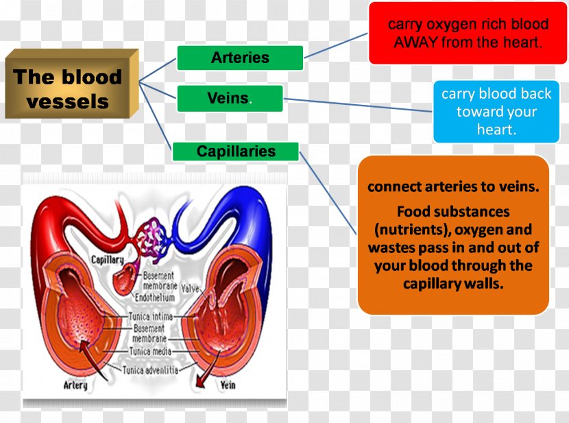 Organism Circulatory System Brand - Silhouette Transparent PNG