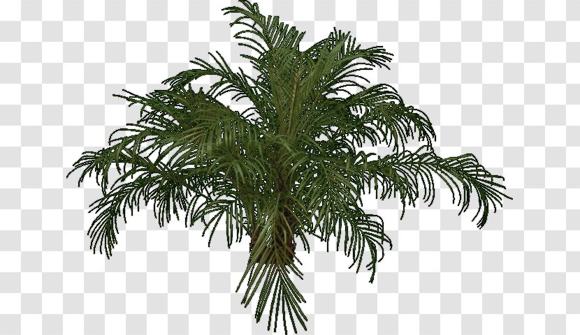 Babassu Palm Trees Evergreen Fir - Arecales - Tree Transparent PNG