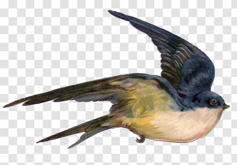 Bird Swallow Flight Sparrow Illustration - Perching Transparent PNG