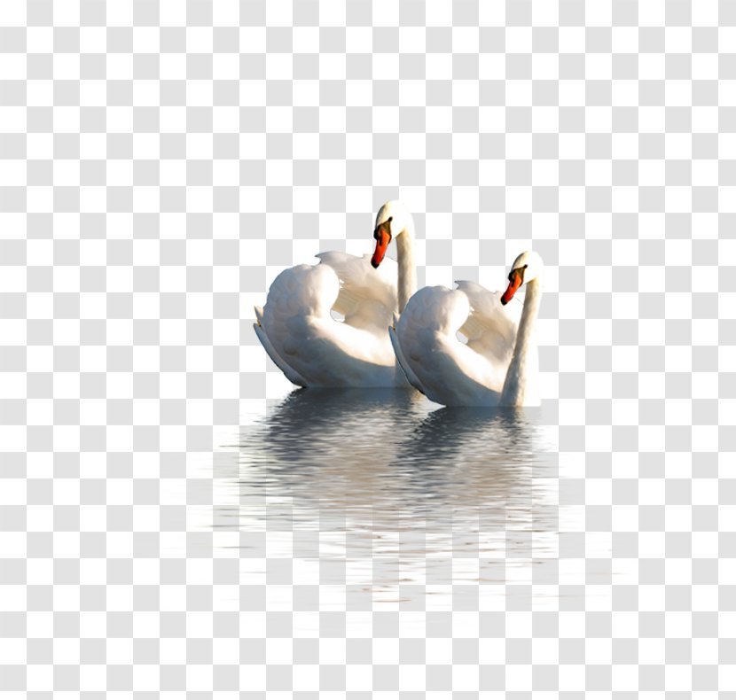 Cygnini Swan Goose Duck Domestic - Snow Transparent PNG