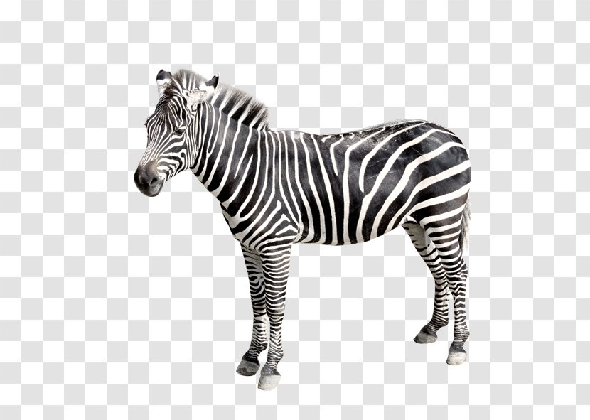 Zebra - Wildlife - Abstraction Transparent PNG