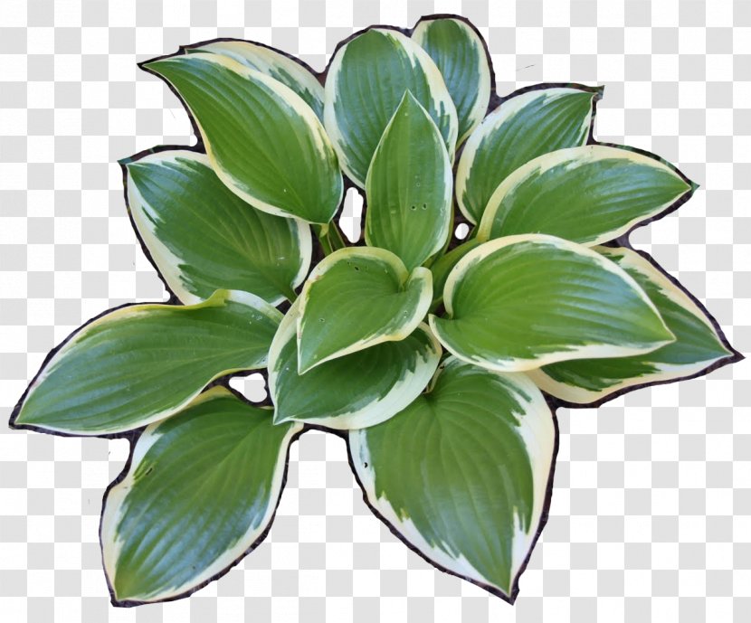 Plantain Lilies - Information - Sundae Transparent PNG