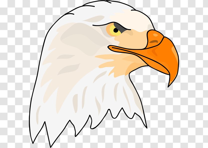 Bald Eagle Hawk - Bird - Mighty Transparent PNG