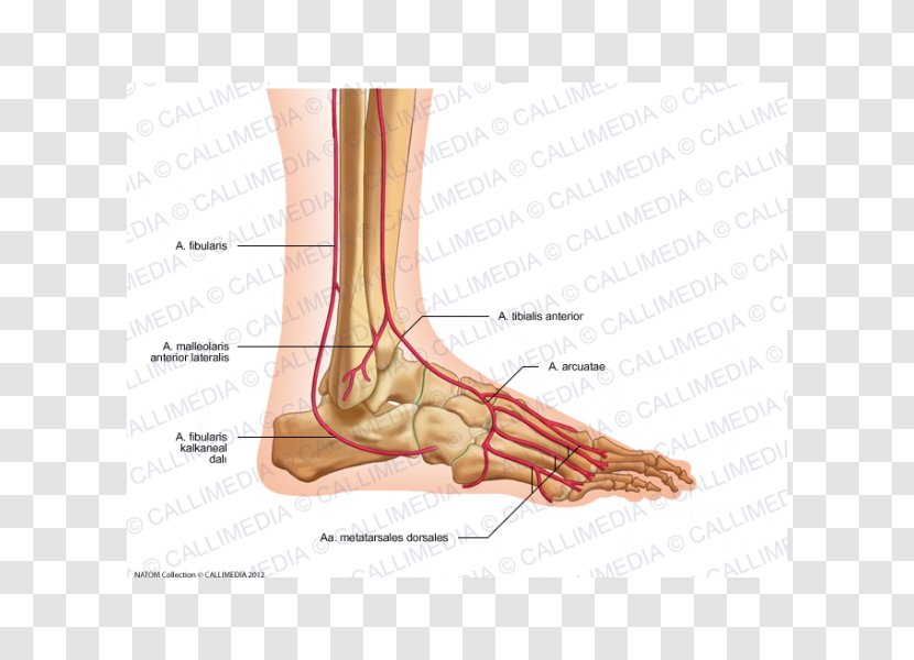 Arcuate Artery Of The Foot Thumb Anatomy - Flower - Endocrine System Transparent PNG