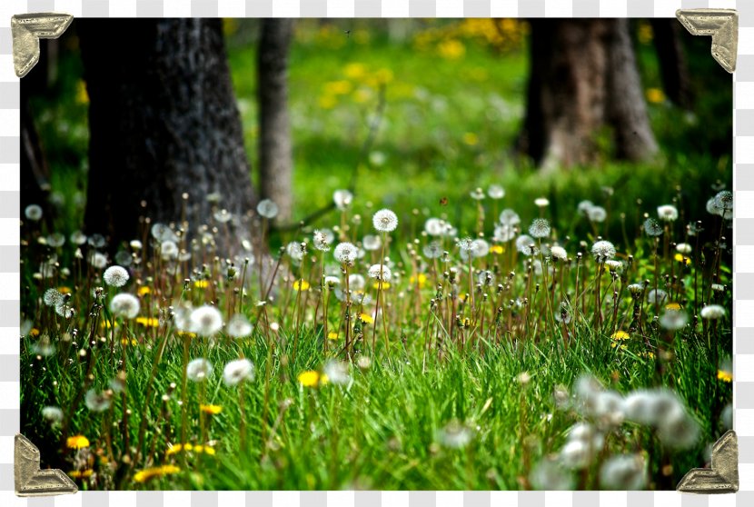 A Purpose Of Human Life, No Matter Who Is Controlling It, To Love Whoever Around Be Loved. The Sirens Titan Wish Lawn Desire - Frame - Dandelion Seed Transparent PNG