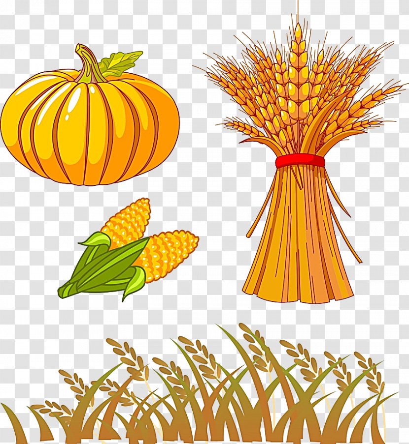 Autumn Drawing Clip Art - Cucurbita - Corn Wheat Transparent PNG