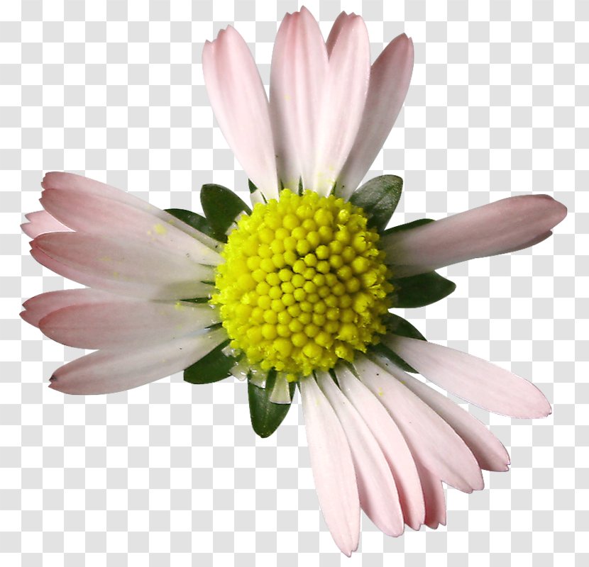 Chrysanthemum Petal White - Flowering Plant - Ruins Of Transparent PNG