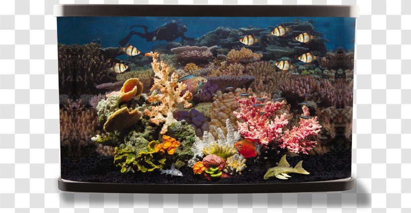 Aquarium Siamese Fighting Fish National Geographic Society PetSmart - Decor Transparent PNG