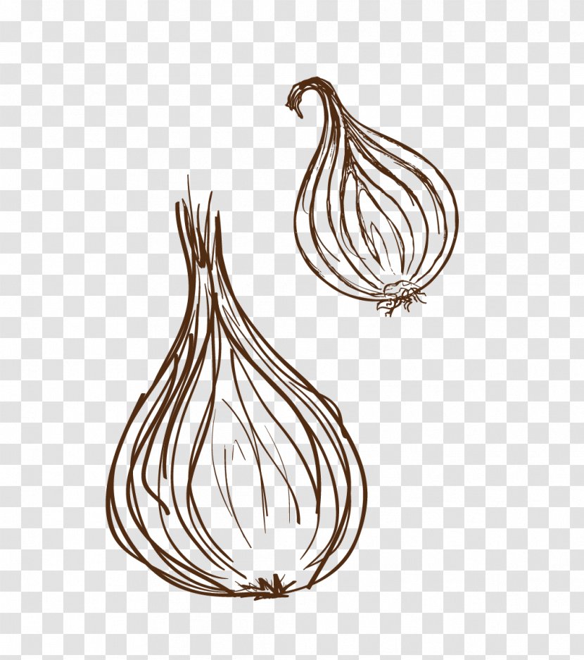 Garlic Onion Euclidean Vector Vegetable - Google Images Transparent PNG