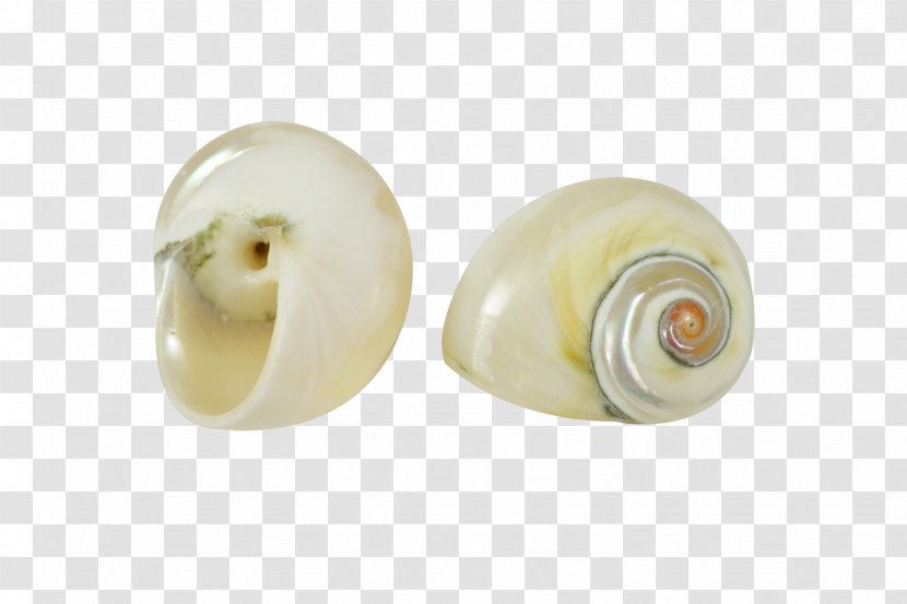 Seashell Snail Jewelry Design Jewellery Wish List - Christmas Transparent PNG