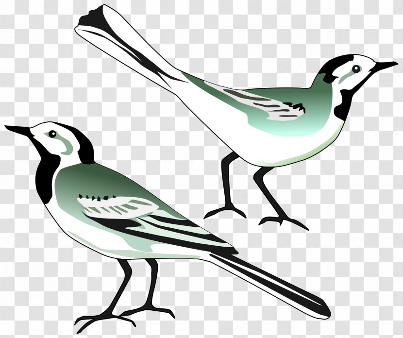 White Wagtail Download Clip Art - Feather - Pigeon Transparent PNG