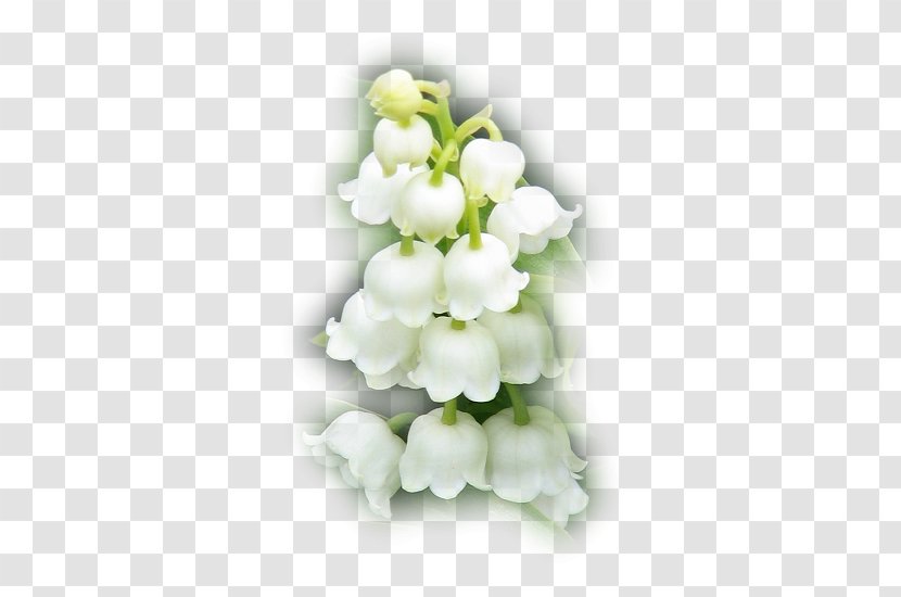 Animation Flower - White - Sincere Transparent PNG