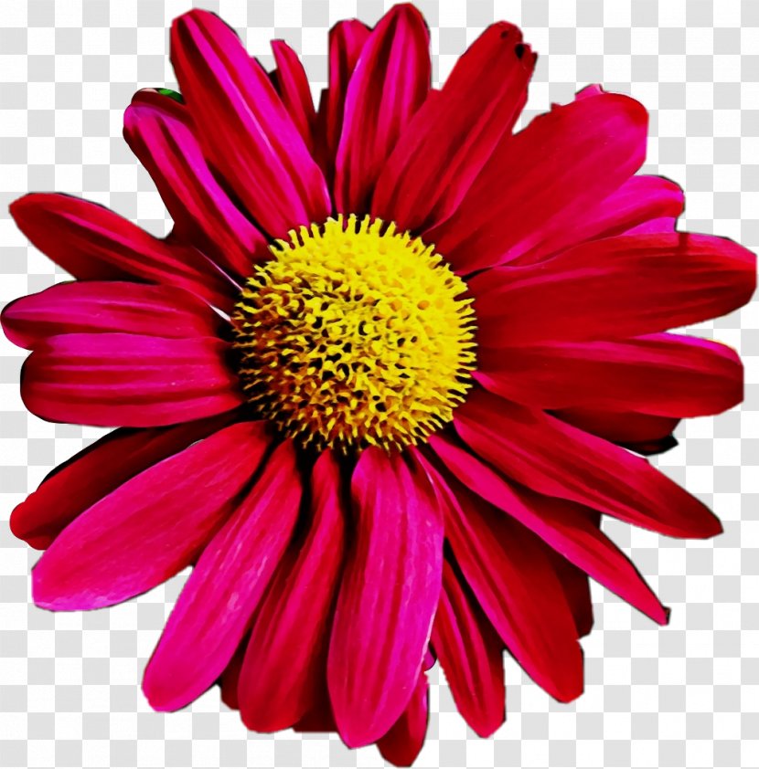 Flower Flowering Plant Petal Barberton Daisy Gerbera - Cut Flowers Yellow Transparent PNG