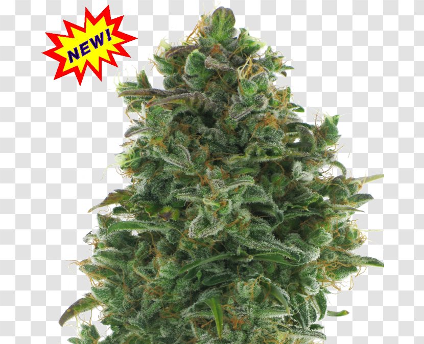 Autoflowering Cannabis Ruderalis Sativa Marijuana Transparent PNG