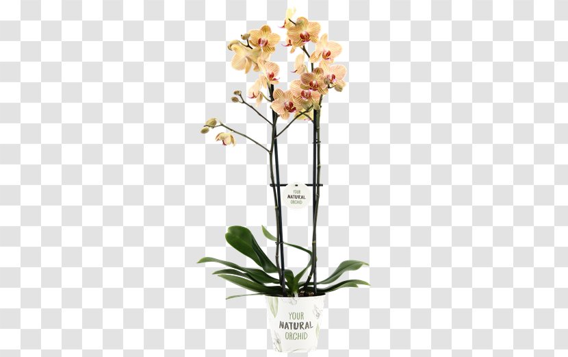 Moth Orchids Alghero Cut Flowers Stolk Flora - Plant - Floraxchange Transparent PNG