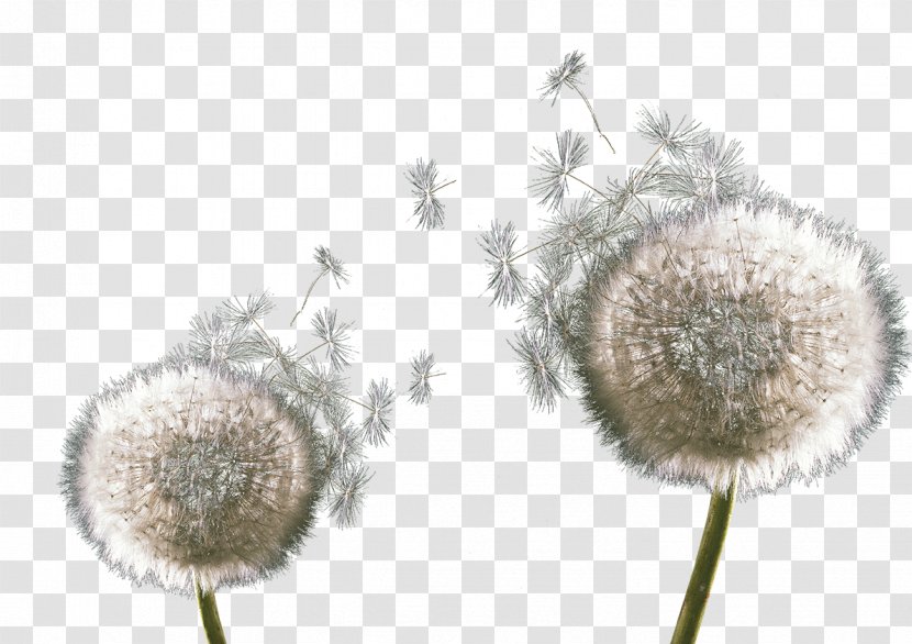 Download Dandelion Google Images Icon - Snout Transparent PNG