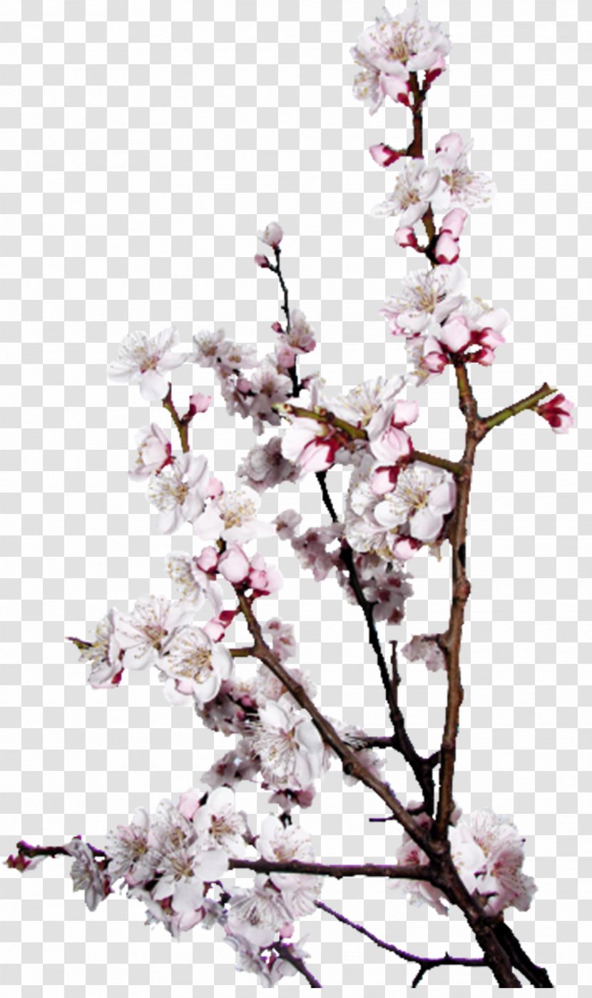 Bird Season Love Spring Northern Hemisphere - Prunus - Vines Are Available For Free Download Transparent PNG