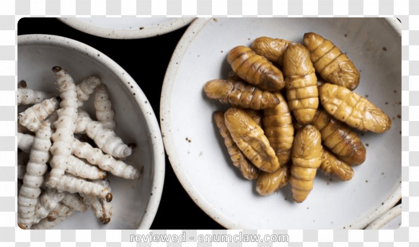 Insect Food Restaurant Recipe Cuisine - Dish Transparent PNG