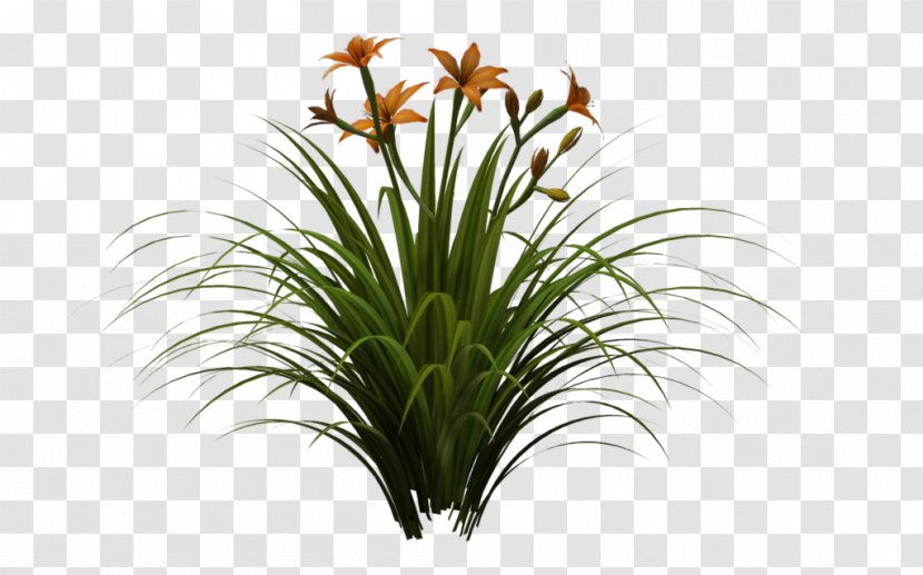 Plant Lawn Daylily Garden Lilium - Art - Lily Transparent PNG