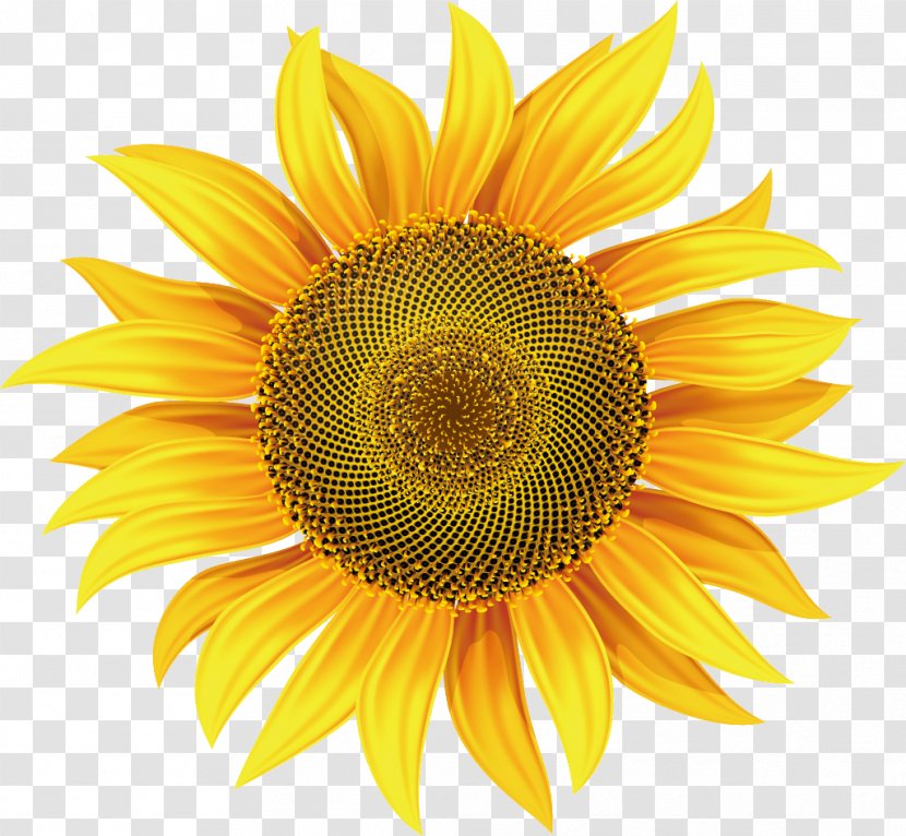 Common Sunflower Royalty-free Clip Art - Seed - Flower Transparent PNG
