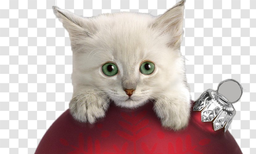 Christmas Cat Kitten Wallpaper - Small To Medium Sized Cats - Naughty Transparent PNG