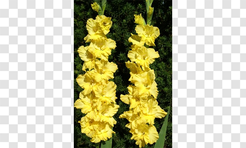 Gladiolus Plant Bulb Terra Ceia Farms Iridaceae - Lilium Transparent PNG