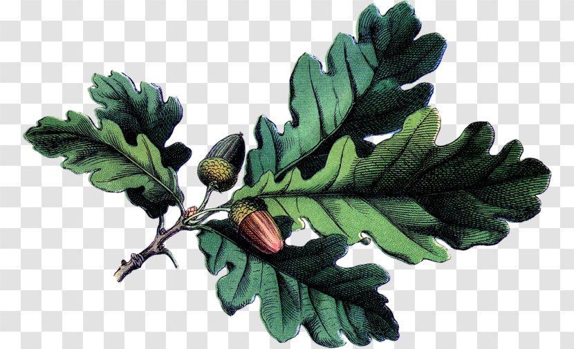 Acorn Botanical Illustration White Oak Botany Leaf - Quercus Suber Transparent PNG
