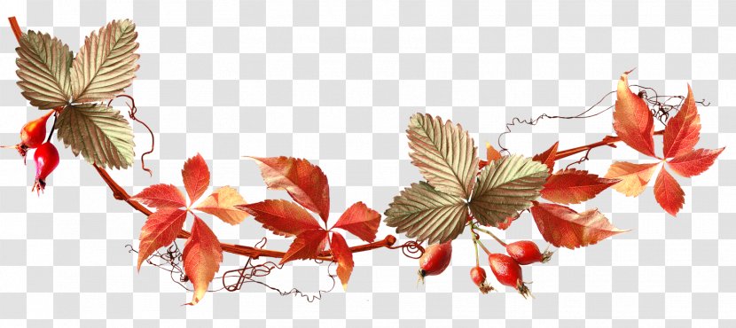 Autumn Auglis Clip Art - Acorn Transparent PNG