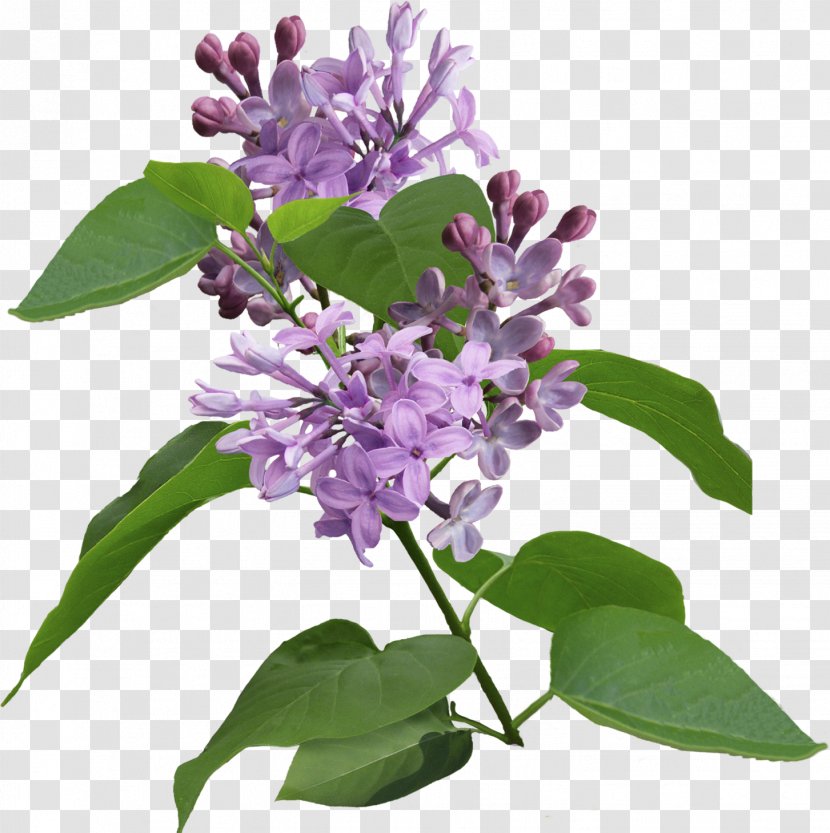 Lilac Violet Syzygium Aromaticum Purple - Flower Bouquet Transparent PNG