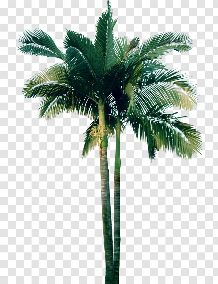Tree Plant Date Palm Washingtonia Transparent PNG