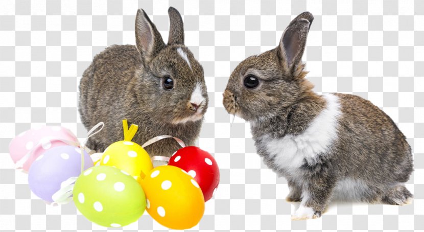 Holland Lop Netherland Dwarf Rabbit Easter Bunny Domestic - Two Rabbits Transparent PNG