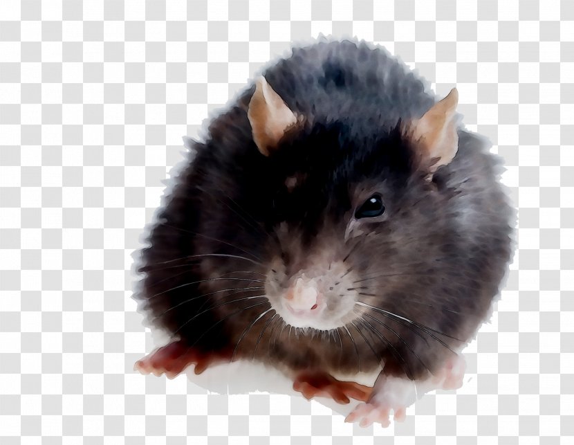 Rat Hamster Gerbil Kempsey Mouse - Snout - Information Transparent PNG