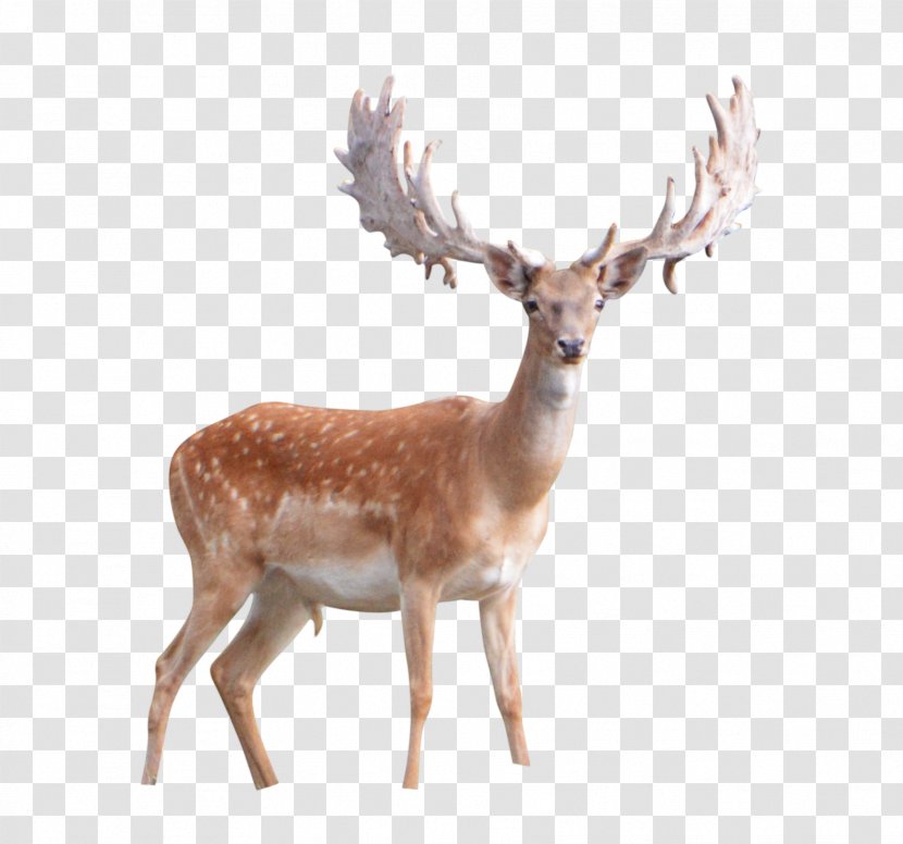 Deer Clip Art - Red - Image Transparent PNG