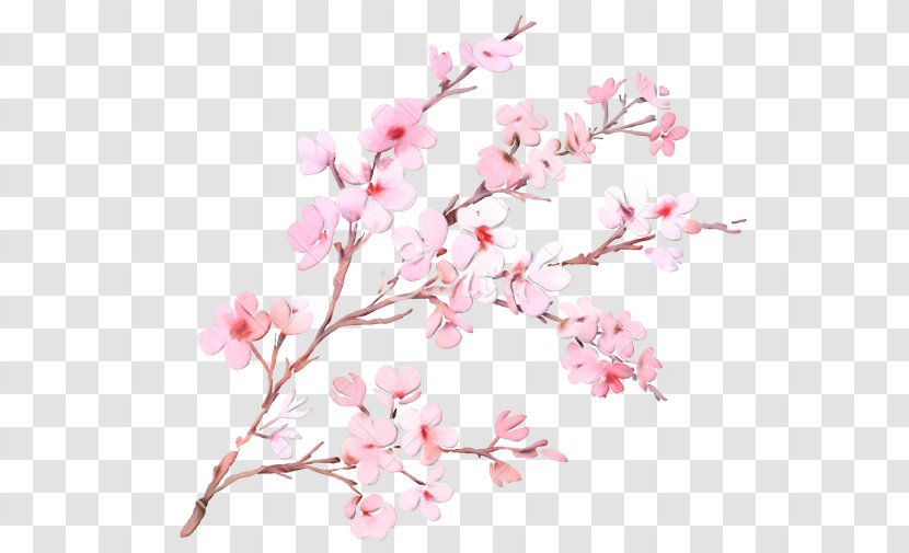 Cherry Blossom Tree Drawing - Plant Stem - Magnolia Family Transparent PNG