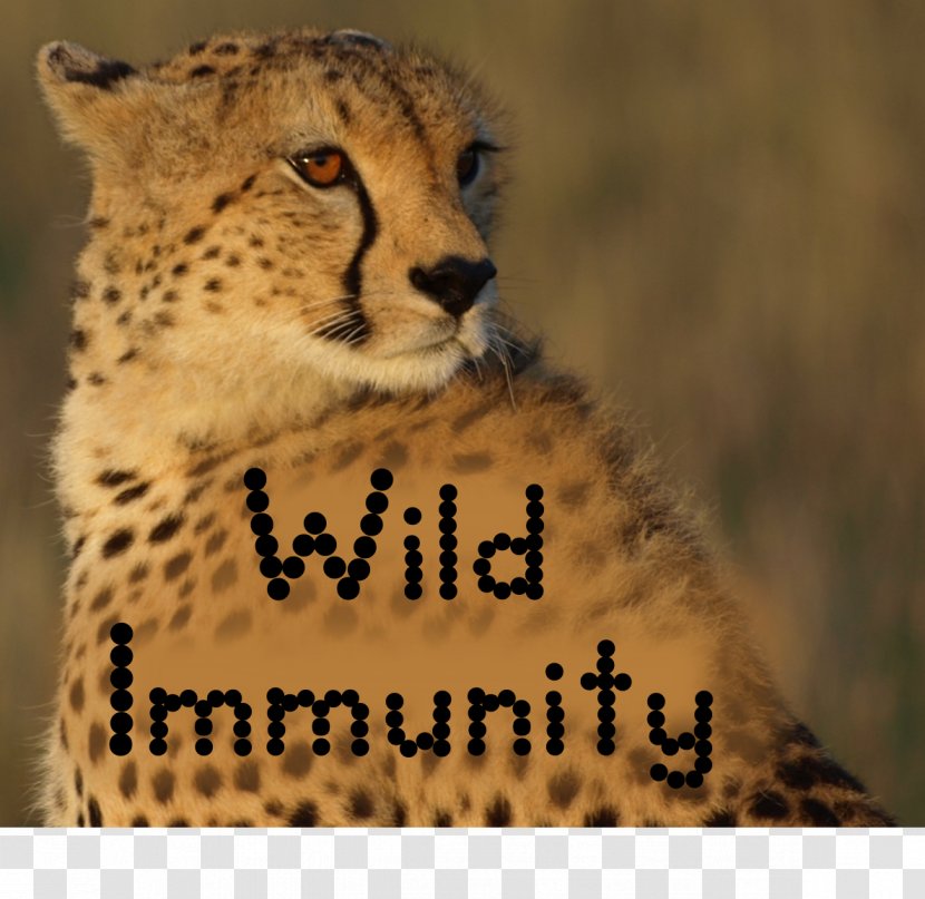 Cheetah Felidae Cat University Of Tasmania Immunity - Snout Transparent PNG