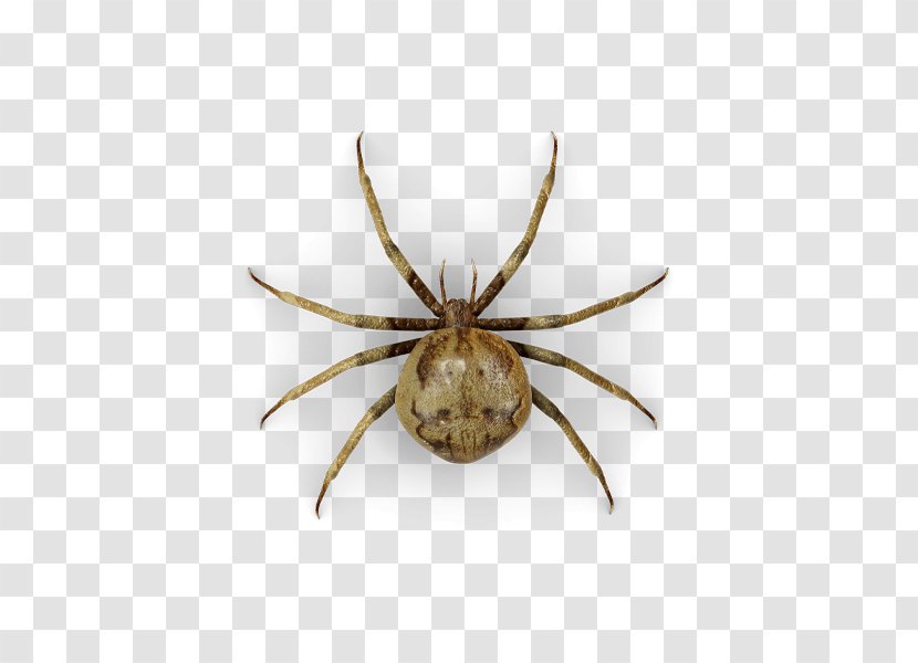 Spider Web Cockroach Raid Hobo - Fogger Transparent PNG