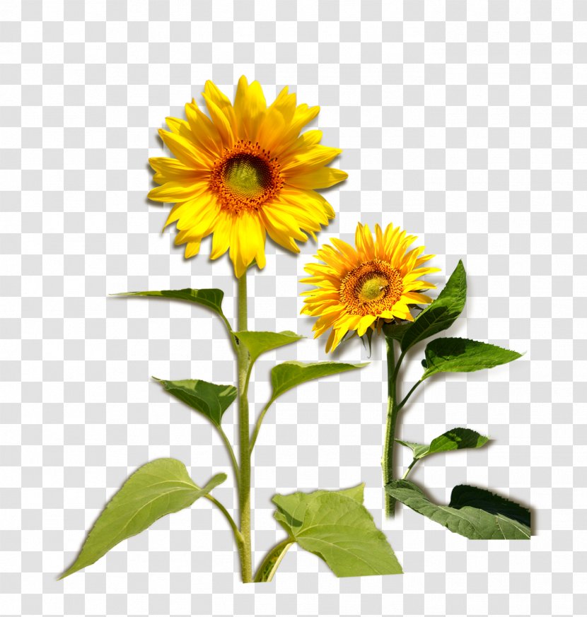 Common Sunflower Plant Download - Cut Flowers Transparent PNG