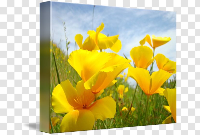 California Poppy Wildflower Canna - Family Transparent PNG